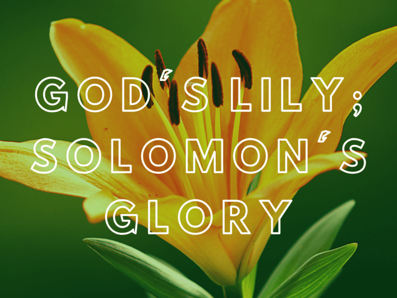 God's lily and Solomon's Glory