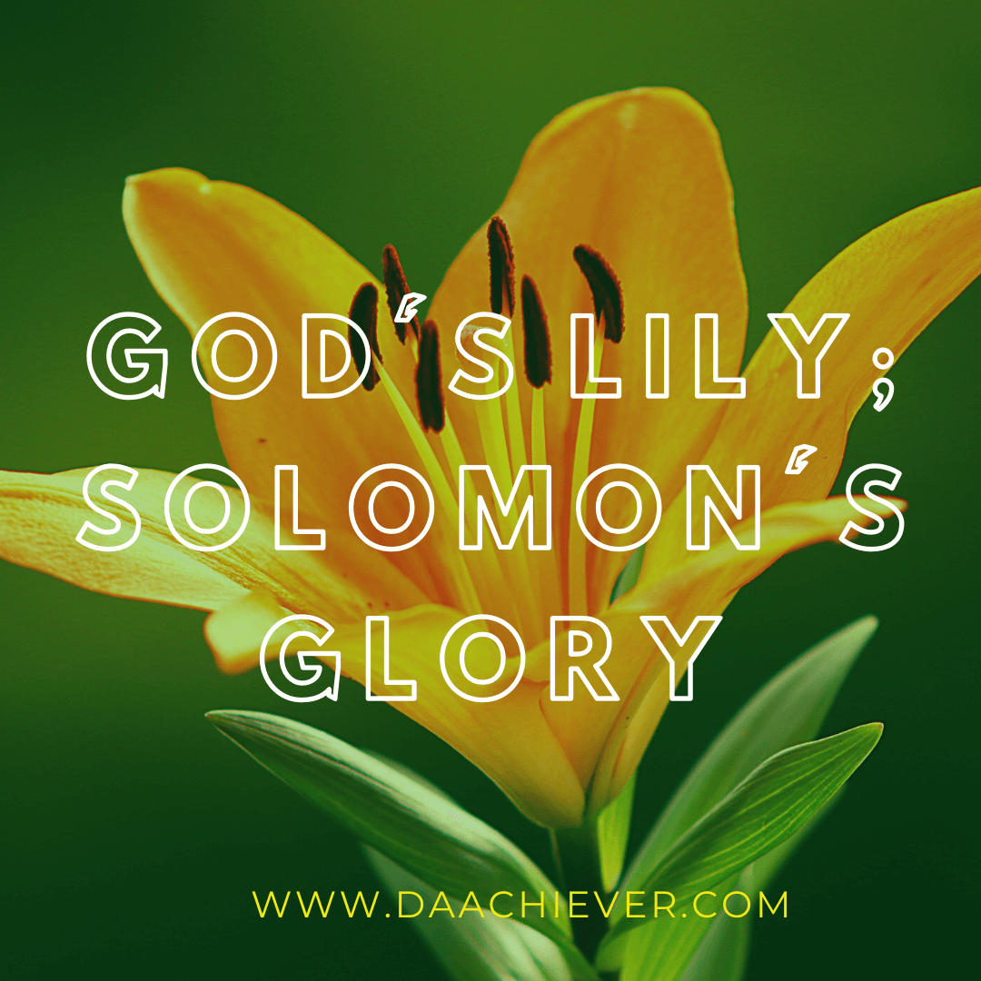 God’s Lily and Solomon’s Glory